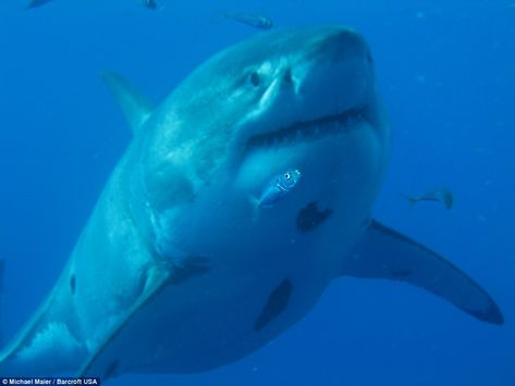 New footage has emerged of the interaction between the shark and divers, which was filmed three years ago but only released in 2015 Biggest Shark Ever, Largest Great White Shark, Guadalupe Island, Shark Pictures, Big Shark, Deep Diving, Shark Fishing, Underwater Photos, Discovery Channel