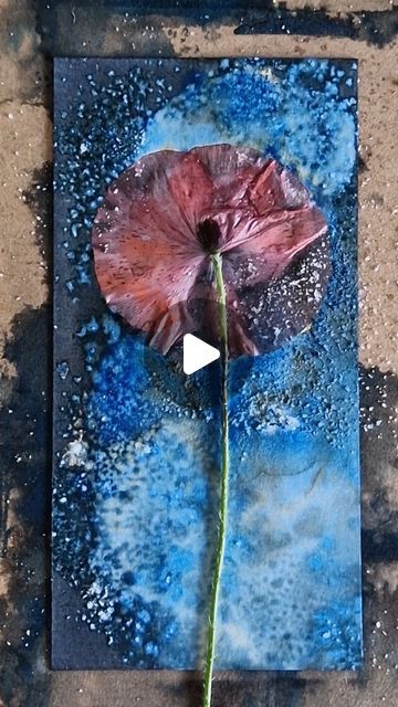 Cyanotype Art Ideas, Cyanotype Ideas, Sun Printing, Cyanotype Process, Cyanotype Print, That Poppy, Sun Prints, Alternative Photography, Flora Print