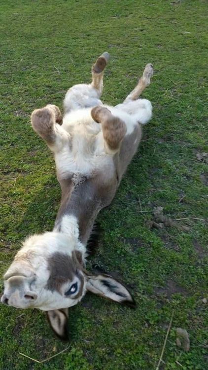 scarlettjane22: Valerie McKinley saved to Love of Donkeys and... Baby Donkey, Cute Donkey, Sweet Animals, Animal Photo, Zebras, 귀여운 동물, Cute Funny Animals, Animals Friends, Beautiful Creatures