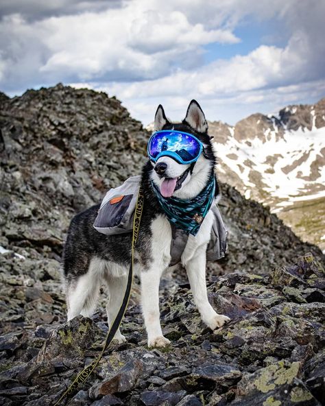 Rex Specs, Dogs Eyes, Husky Hiking, Hiking With Dog Photography, Dog Goggles, Dog Sunglasses, Service Dogs Gear, Siberian Husky Sled Dog, Large Sunglasses