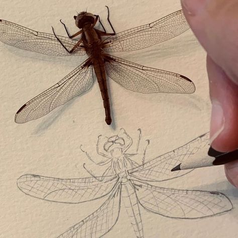 Sweet Melody Designs on Instagram: "dragonfly sketch 🤍 when you take a closer look at nature, it’s truly amazing to see all the little intricate details in every plant or creature. . . . #sweetmelodydesigns #natureartist #michiganartist #natureinspired #dragonfly #dragonflyart #naturelover #illustration #licensingartist #etsyshopowner #shopsmall #smallbusinessowner" Dragonfly Sketch, Line Art Dragonfly, Dragonfly Anatomy Drawing, Dragonfly Anatomy Illustration, Dragonfly Botanical Illustration, Dragonfly Illustration, Dragonfly Prints Fine Art, Art Education Lessons, Nature Artists