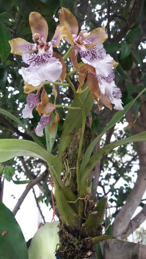 ODONTOGLOSSUM-Mi orquidea silvestre, PERU. Orchid Cactus, Peru, Orchids, Cactus, Plants, Flowers, Gifts