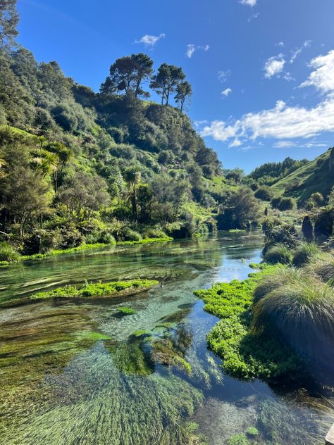 Blue Spring New Zealand, New Zealand Nature Aesthetic, New Zealand Summer Aesthetic, New Zealand Aesthetic, Hamilton New Zealand, Nature River, Morning Aesthetic, New Zealand Landscape, Tropical Landscape