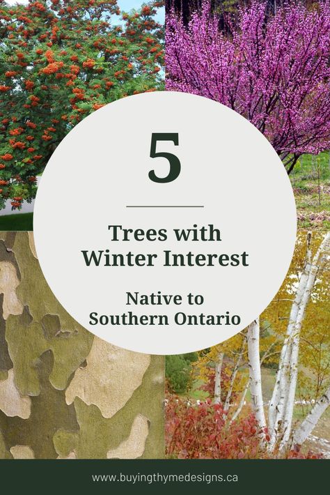 deciduous tree with bright red berries, pink flowering tree, tree with white bark and yellow leaves, army print like, mottled green bark with title saying 5 trees with winter interest native to southern ontario Ontario Native Plant Garden Design, Ontario Landscaping Ideas, Native Ontario Plants, Ontario Native Plant Garden, Ontario Garden Ideas, Ornamental Trees Landscaping, Small Ornamental Trees, Ontario Winter, Native Plant Landscape