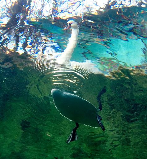 Duck Underwater, Underwater Pictures, Underwater Art, Underwater Photography, Underwater World, Nature Aesthetic, Swans, Green Aesthetic, Art Reference Photos