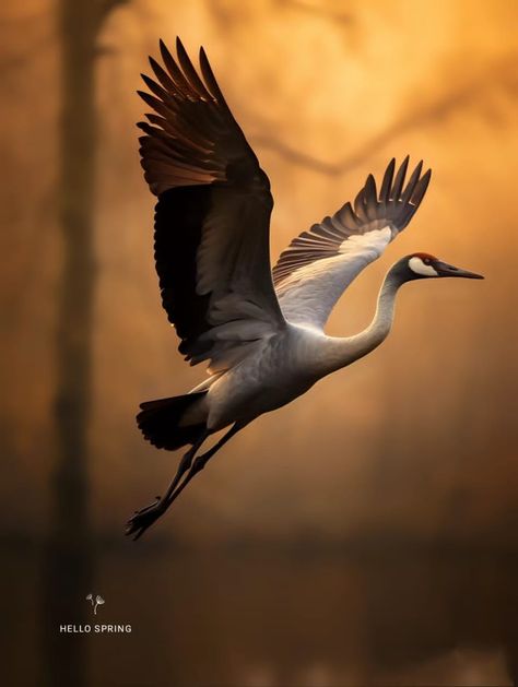 Animal Scenery, Crane Drawing, Heron Tattoo, Stork Bird, Birds Photography Nature, Crane Bird, Samurai Art, Elephant Art, Birds Tattoo