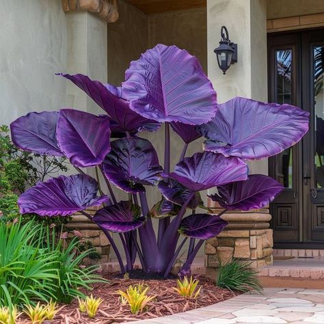 Plants  Garden Nebula Jars, Purple Flowers Garden, Purple Leaves, Short Plants, Gothic Garden, Purple Plants, Home Garden Design, Plants Garden, Outdoor Gardens Design