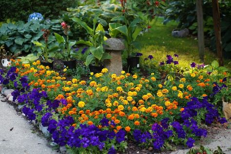 Marigolds look stunning in every flower bed setting and bloom through out summer Orange Marigolds, Marigolds In Garden, Bed Setting, Purple Petunias, Tattoo Plant, Vegetable Garden Tips, Raised Flower Beds, Green Acres, Marigold Flower