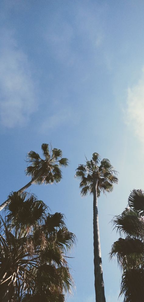 Palm trees wallpaper
Summer wallpaper for phone San Diego Wallpaper, Palm Tree Wallpaper, Summer Beach Wallpaper, California Wallpaper, Palm Trees Wallpaper, Trees Wallpaper, Amazing Wallpapers, Wallpaper Summer, Water Aesthetic