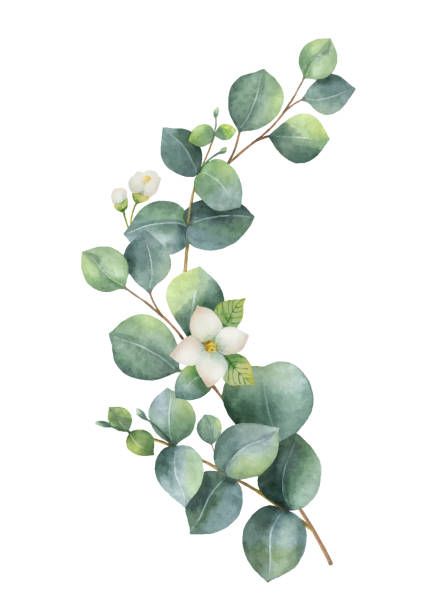 Watercolor Vector, Clip Art Free, Jasmine Flowers, Green Eucalyptus, Eucalyptus Leaves, Watercolor Painting, Wreath, Clip Art, Flowers