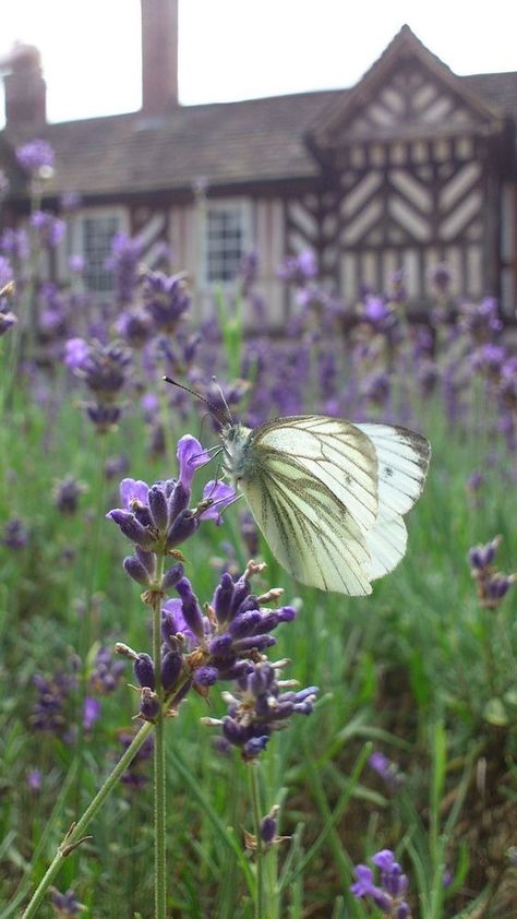 Butterfly On Lavender, Royal Flowers, Lavender Decor, Lavender Cottage, Dilly Dilly, Green Veins, Estate Garden, Lavender Aesthetic, Lavender Plant