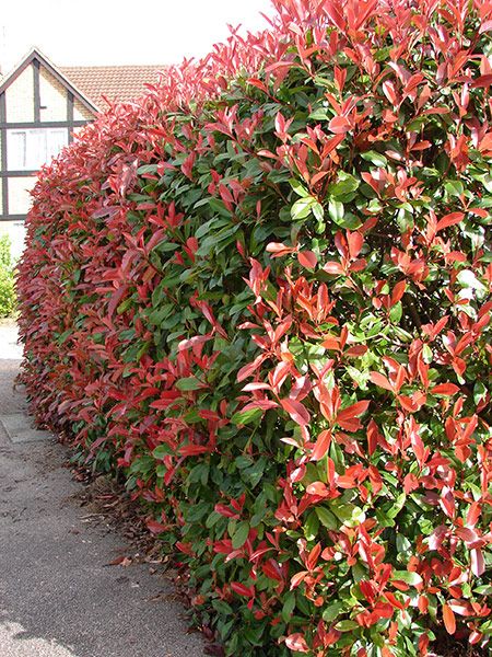 Buy photinia Photinia × fraseri 'Red Robin': Delivery by Waitrose Garden in association with Crocus Photinia Hedge, Screening Shrubs, Red Robin Hedge, Photinia Fraseri Red Robin, Photinia Red Robin, Bush Garden, Garden Hedges, Natural Fence, Front Garden Design