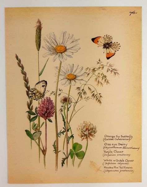 Country Diary Of An Edwardian Lady, Daisy Purple, Purple Clover, Edith Holden, Scientific Drawing, Edwardian Lady, Botanical Flowers Print, Neck Tattoos Women, Antique Botanical Print