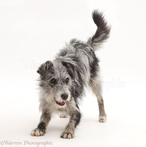 Cool Pictures Of Animals, Scruffy Dogs, Mutt Dog, Puppy Pose, Dog Anatomy, Dog Poses, Pretty Dogs, Blue Merle, Dog Images