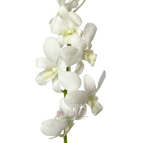 Dendrobium Orchid White Thai, Super Extra Long 60cm - Potomac Floral Wholesale White Cymbidium Orchid Bouquet, White Cymbidium Orchids, White Dendrobium Orchids, White Phaleonopsis Orchid, Dendrobium Orchid, Orchid White, Water Tube, Dendrobium Orchids, Colombian Orchid