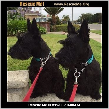 ― California Scottish Terrier Rescue ― ADOPTIONS ― RescueMe.Org Christmas Scottie Dog, Fuzzy Animals, Scottie Dog Silhouette, Terrier Rescue, Training An Older Rescue Dog, Skye Terrier, Scottie Terrier, Scotty Dog, Animal Fun