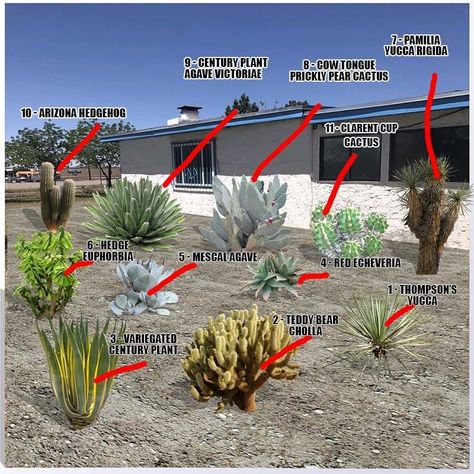 Plants For Desert Landscape, Desert Landscaping Front Yard Las Vegas, Desert Friendly Landscaping, Desert Water Features, California Desert Landscaping, Simple Desert Landscaping, Diy Desert Landscaping, Desert Yard Landscaping, Cactus Landscaping Front Yards