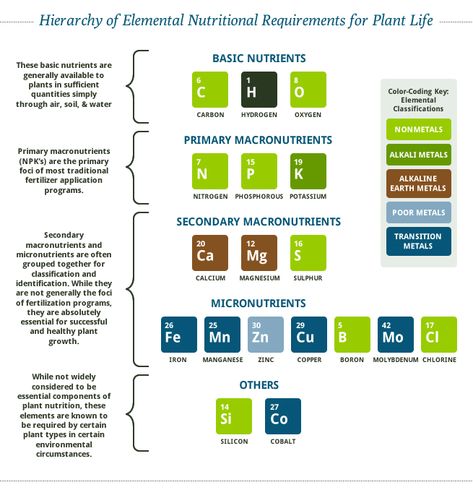 Macronutrients and Micronutrients for Plants - Microfarm Organic Gardens Blog - Microfarm Organic Gardens Leave Craft, Mineral Nutrition, Edible Gardening, Micro Nutrients, Zz Plant, Plant Nutrients, Food Charts, Fertilizer For Plants, Nutritional Value