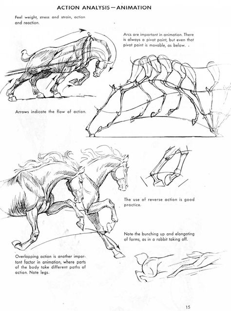 The Art of Animal Drawing                                                                                                                                                                                 More Drawings Of Horses, Horse Sketch, Horse Anatomy, Drawing Animals, Animal Study, Animal Drawing, Horse Drawing, Horse Drawings, Animation Reference