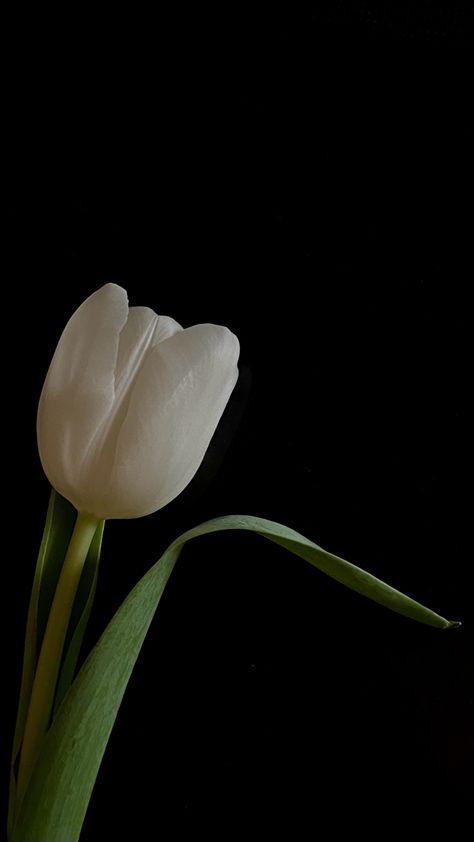 flowers, tulip Tulip Black Background, Tulip Wallpaper, Iphone Wallpaper Bright, Black Floral Wallpaper, Film Camera Photography, Wallpaper Iphone Boho, Floral Wallpaper Iphone, Wallpaper Earth, Tulips Art