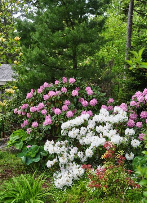 Azaleas Landscaping, Azaleas Garden, Acidic Soil, Backyard Flowers Garden, Backyard Flowers, Garden Shrubs, Three Dogs, Woodland Garden, Flowering Shrubs