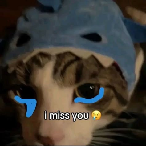 I Miss U Cat Pics, I Miss You Cat Picture, I Missed You Meme Funny, I Miss U Memes, Miss U Reaction Pic, Cat Miss You, Voicemail Aesthetic, I Miss U Cat, I Miss You Reaction Pic