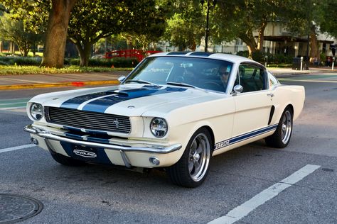 Shelby Gt 350, Mustang Gt 350, Cars Mustang, Gt 350, Twin Disc, Shelby Gt350, Shelby Mustang, Dead Girl, Shelby Gt