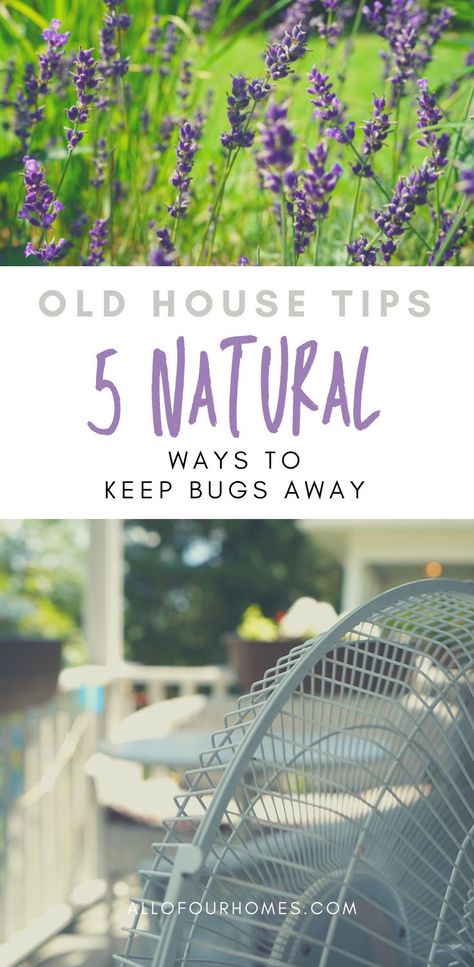 I love spending long days outside on the porch, in the yard, swinging in the hammock, but the bugs!! How to keep those bugs away both indoors and out? We share 5 all natural tips we’ve learned from friends, neighbors, and pest control specialists over the years on how to keep those bugs away all year long. #springcleaning #naturalhome #naturalpestcontrol #bugs #ecofriendly Plants That Repel Bugs, Ant Problem, Bug Off, Natural Bug Repellent, Stink Bugs, Window Well, Natural Pest Control, Outdoor Eating, Outdoor Fan