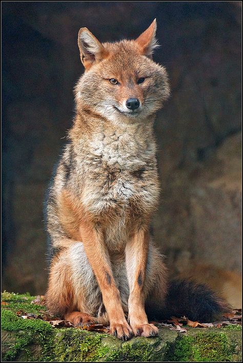 Golden Jackal or Common Jackal [Explored] | Flickr - Photo Sharing! Golden Jackal, Dog Breeds List, Animal Food, African Wild Dog, Raccoon Dog, Wolf Pictures, Wild Creatures, Grey Wolf, Wild Dogs