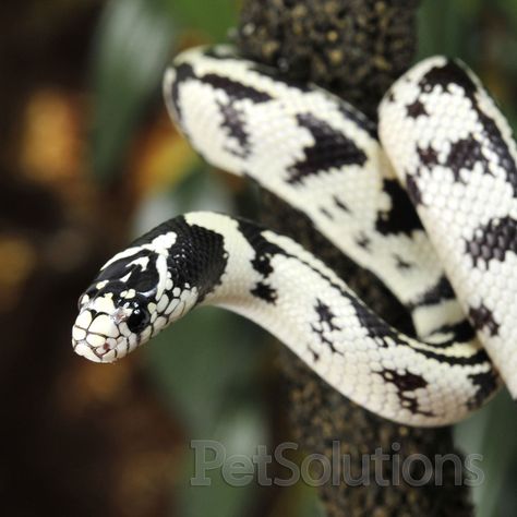 California Kingsnake  White and black variation California Kingsnake, California King Snake, Milk Snake, King Snake, Pretty Snakes, Snake Lovers, Cute Snake, Cute Reptiles, Reptile Snakes