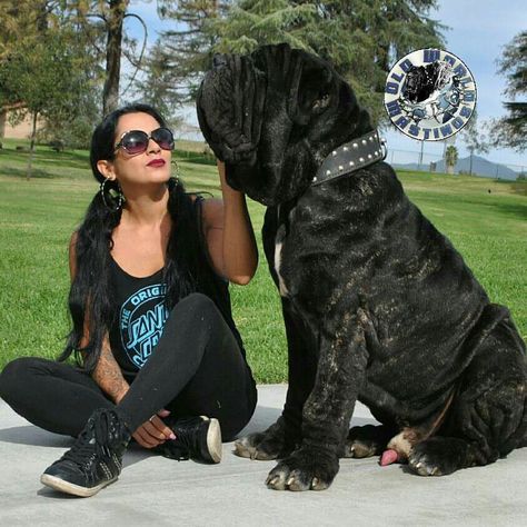 American Molossus, British Mastiff, Neo Mastiff, Big Dogs Breeds, Biggest Dog In The World, Dogs Tattoo, Neapolitan Mastiff, Dogs Aesthetic, Biggest Dog