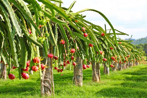 Dragon Fruit Plant Care: Guide On How to Grow Dragon Fruit Dragon Fruit Trellis, Dragon Fruit Garden, Dragon Fruit Varieties, Como Plantar Pitaya, How To Grow Dragon Fruit, Dragon Fruit Tree, Dragon Fruit Cactus, Dragon Fruit Benefits, Pink Dragon Fruit