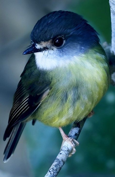 Cinderblock Planter, Haliaeetus Leucocephalus, Rare Birds, Retaining Walls, Majestic Animals, Nature Birds, Planter Box, Backyard Birds, Bird Pictures