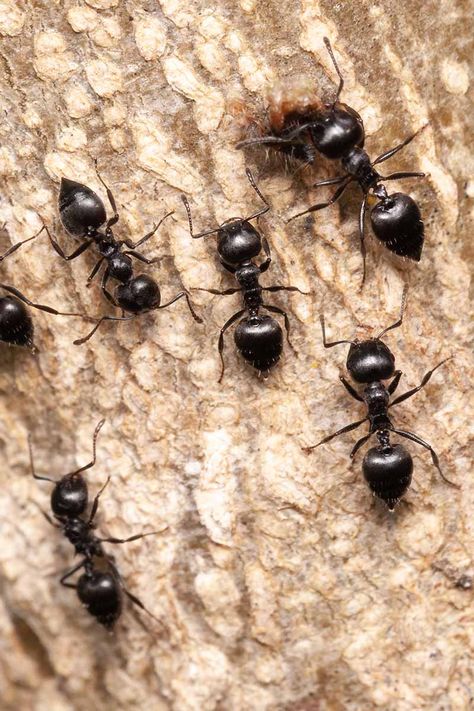 Ant Removal, Ant Trail, Ants In House, Ant Infestation, Ant Control, Black Ants, Rid Of Ants, Carpenter Ant, Ant Killer