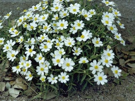 Melampodium Leucanthum_Black_Foot_Daisy_xeriscape_flower_beds_texas Phoenix Landscaping, Blackfoot Daisy, Bicycle Planter, Daisy Plant, Zone 9b, Drought Resistant Landscaping, Mexican Feather Grass, Texas Wildflowers, Front Flower Beds