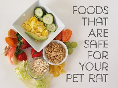 Here are foods your pet rat can safely eat. Homemade Rat Food, Diy Rat Toys, Rat Food, Rattus Rattus, Fancy Rats, Rat Care, Pet Rodents, Baby Rats, Pet Rat