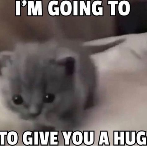 Hug Meme, Cute Cat Memes, Cat Hug, Mahō Shōjo, Silly Cats Pictures, Cute Memes, Wholesome Memes, Funny Cute Cats, Cute Texts