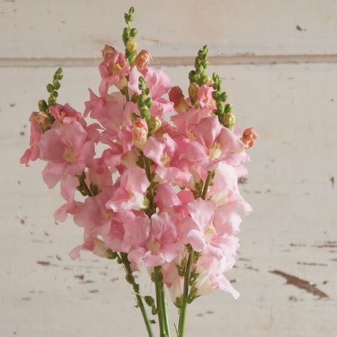 Snapdragon Seeds, Snapdragon Flowers, Cut Flower Garden, Plant Spacing, Container Flowers, Edible Flowers, Gardening For Beginners, Flower Seeds, Cut Flowers