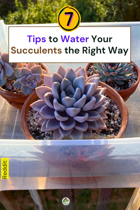 "Discover essential succulent care with our guide on ""7 Tips to Water 
Your Succulents the Right Way."" Master the art of caring for your indoor 
plants with effective watering tips that ensure healthy growth. This 
comprehensive plant care guide offers valuable gardening hacks for 
optimal houseplant maintenance. Elevate your succulent care routine and 
keep your plants thriving!" How Often Do You Water Succulents, Care For Succulents Indoor, Watering Succulents Indoors, How To Care For Succulents Indoors, Caring For Succulents Indoor, Identifying Succulents, Succulent Care Indoor, Succulents Care, How To Water Succulents