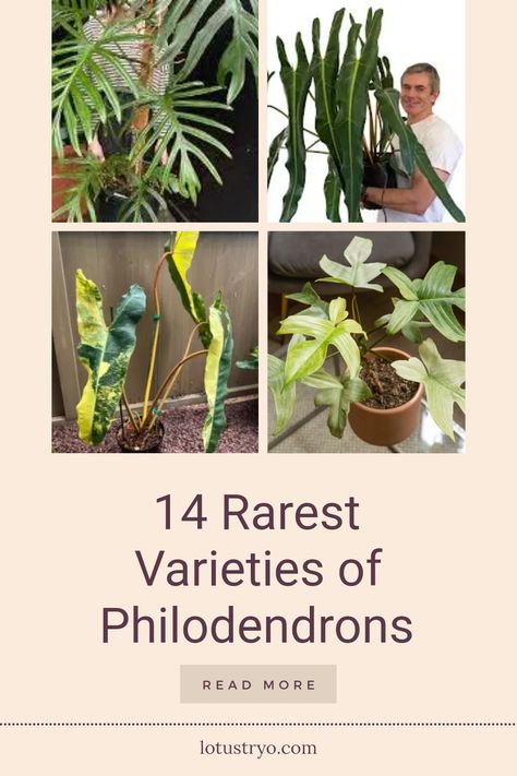 Discover 14 of the rarest philodendron varieties that every plant lover should know about. From the striking patterns of Philodendron Caramel Marble to the alluring Philodendron Elegans, each of these unique plants boasts exceptional beauty and distinctive foliage. Explore remarkable choices like Philodendron Florida Ghost with its enchanting white coloration and the breathtaking Philodendron Spiritus Sancti. Elevate your collection with these stunning, hard-to-find philodendrons, perfect for enthusiasts seeking exotic plants that make a statement. Philodendron Varieties With Names, Florida Beauty Philodendron, Philodendron Elegans, Philodendron Plant Varieties, Philodendron Types, Philodendron Giganteum, Philodendron Varieties, Philodendron Caramel, Bat Plant