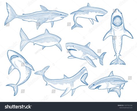 Ocean shark sketch. Big sea fish silhouettes, flowing ocean creatures with big teeth, aquatic animals vector shark tattoo designs #Ad , #Ad, #fish#sea#flowing#silhouettes Shark Reference Drawing, Shark Reference, Shark Sketch, Turtle Sketch, Ocean Shark, Shark Drawing, Fish Silhouette, Big Teeth, Big Sea