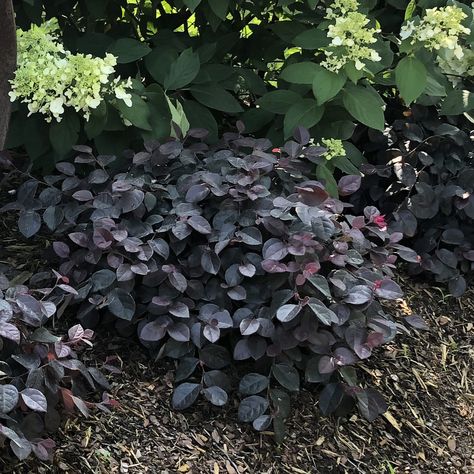 LOROPETALUM_JAZZ_HANDS_BOLD_CHINESE_FRINGE_FLOWER_GC_LORJB_01 Jazz Hands Loropetalum, Fringe Flower, Garden Front Of House, Garden Mum, Jazz Hands, Purple Leaves, Burst Of Color, Magenta Flowers, Container Design