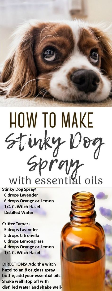 Stinky Dog Spray: 6 drops Lavender 6 drops orange 1/4 C. witch hazel  OR Critter Tamer: 5 drops Lavender 5 drops Citronella  6 drops Lemongrass 4 drops Orange  1/4 C. witch hazel DIRECTIONS: Add the witch hazel to an 8 oz glass spray bottle, then add your essential oils. Top off with distilled water. Diy Dog Spray, Dog Odor Spray, Dog Deodorizer Spray, Dog Deodorant, Dog Deodorizer, Essential Oils Dogs, Smelly Dog, Stinky Dog, Dog Spray