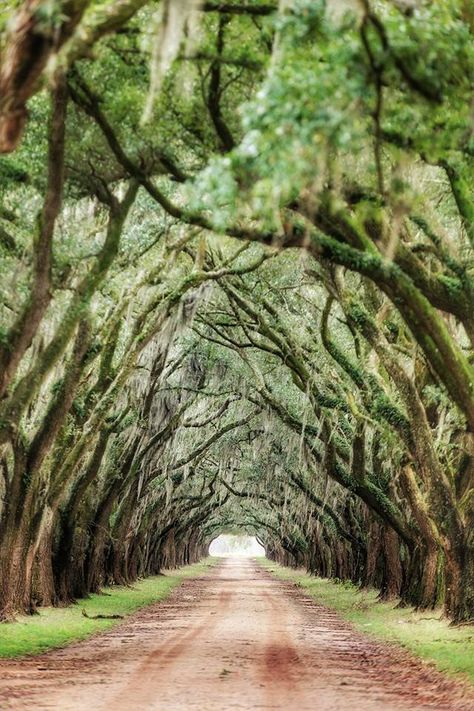 Baton Rouge and New Orleans,Louisiana. Louisiana Aesthetic, Louisiana Artwork, Jacaranda Tree, Dark Books, Baton Rouge Louisiana, New Orleans Louisiana, Life Is A Journey, Black Culture, Sirens