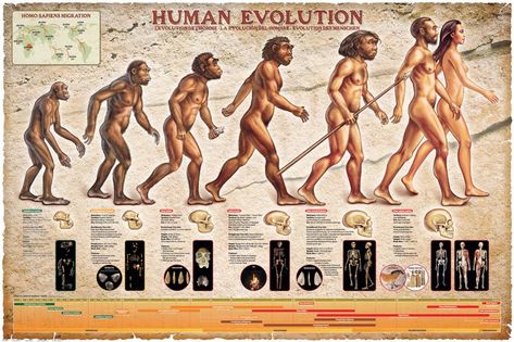 Smithsonian- Dinosaurs Info Chart Posters at AllPosters.com Human Evolution Tree, History Facts Interesting, Human Evolution, Mom Memes, Education Poster, Frames For Canvas Paintings, Historical Events, History Facts, Great Stories