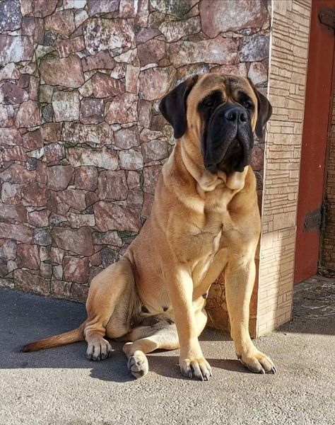 French Mastiff Dog, Bull Mastiff Dogs, Bull Mastiff Puppies, English Mastiff Dog, Mastiff Dog Breeds, French Mastiff, Mastiff Puppies, Mastiff Dogs, Dogs Breeds