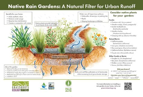 Green Stormwater Infrastructure: Taming the Rapids that Storm our Local Waterways — Grassroots Ecology Water Footprint, Landscaping A Slope, Permeable Pavers, Plant Benefits, Water Usage, Bay City, Rain Garden, Rain Water Collection, California Poppy