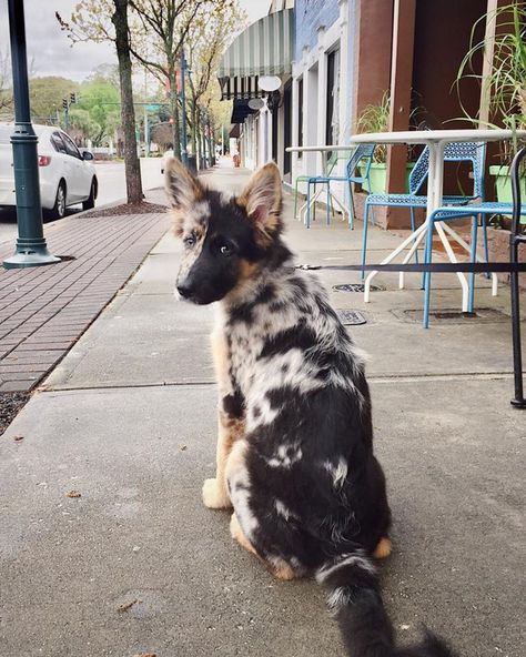 German Shepherd Australian Shepherd Mix | 10 Things to Know Pretty Dogs, Dog Agility, Blue Heeler, Cute Dogs And Puppies, Shepherd Puppies, Cute Animal Photos, Cane Corso, Small Dog Breeds, German Shepherd Puppies