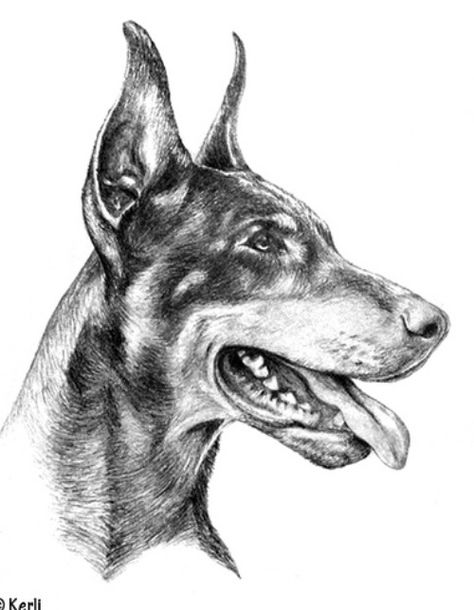 Doberman Drawing Sketch, Doberman Pinscher Drawing, Doberman Drawing, Perro Doberman Pinscher, Profile Tattoo, Elk Pictures, Beautiful Pencil Sketches, Doberman Tattoo, Pitbull Art