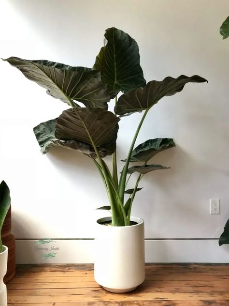 Alocasia Regal Shields Plant Care Guide | Elephant Ears Plant Inside Plants Decor, Alocasia Plant, Inside Garden, Elephant Ear Plant, Inside Plants, Floor Plants, Palm Plant, Indirect Sunlight, Soil Layers